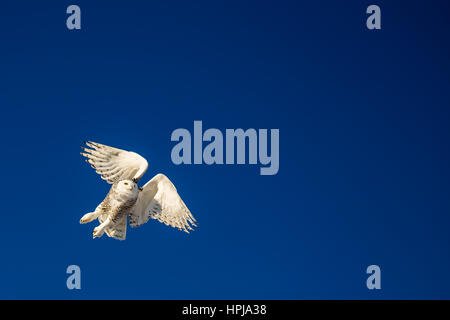 Snowy Owl auf der kanadischen Prärie. Stockfoto