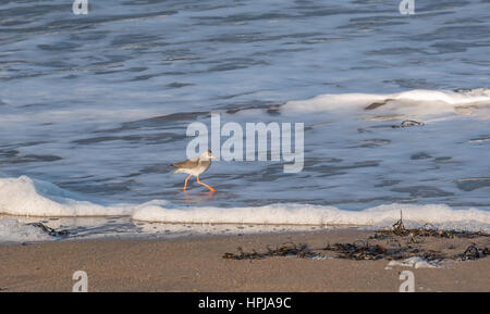 Waten gemeinsame Rotschenkel Tringa totanus, auf Küstenlinie mit schaumige Wellen, North Berwick, East Lothian, Großbritannien Stockfoto