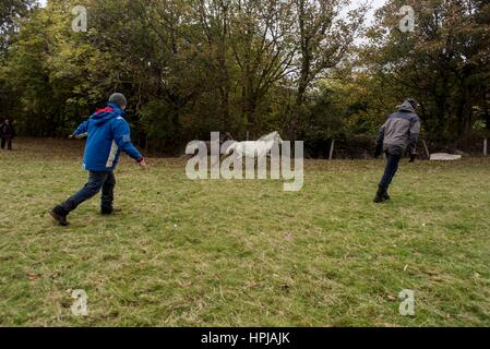 Wales, Vereinigtes Königreich. 18. Oktober 2016.   Carneddau Ponys sind in Snowdonia-Nationalpark - ihre Heimat abgebildet. Stockfoto