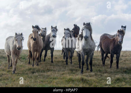 Wales, Vereinigtes Königreich. 23. Oktober 2016.   Ein Pferd mit No Name: eine Herde von wilden Welsh Mountain Ponys sind auf Gelligaer an einem windigen Tag gemeinsamen Stand.  © R Stockfoto