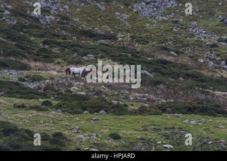 Wales, Vereinigtes Königreich. 18. Oktober 2016.   Carneddau Ponys sind in Snowdonia-Nationalpark - ihre Heimat abgebildet. Stockfoto