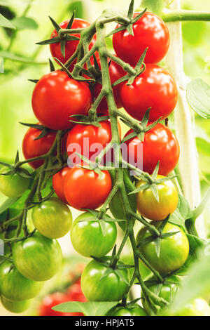 Zweig der Reife Tomaten im Gewächshaus Stockfoto