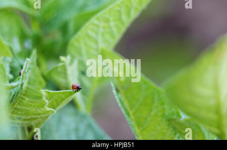 Kartoffeln Pflanzen Pest Colorado Käferlarven auf einem Kartoffel-Blatt. Geringe Schärfentiefe. FOCUC auf Larven Stockfoto