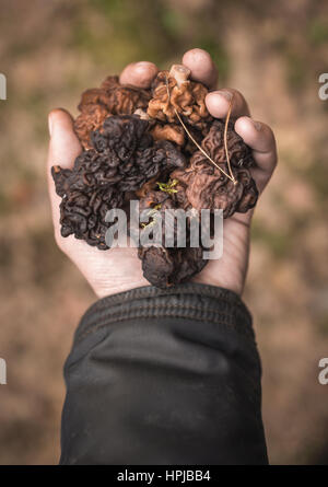 Montanen Esculenta "oder" False Morel Pilze in der hand. Giftig, wenn roh aber gegessen werden kann, wenn richtig zubereitet. Geringe Schärfentiefe Stockfoto