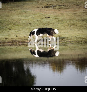 Eine reflektierte Hund in einem Teich auf der New Forest in England Stockfoto