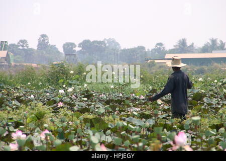 Lady Seerose Feldarbeit Kommissionierung Lily Samen in Kambodscha Stockfoto