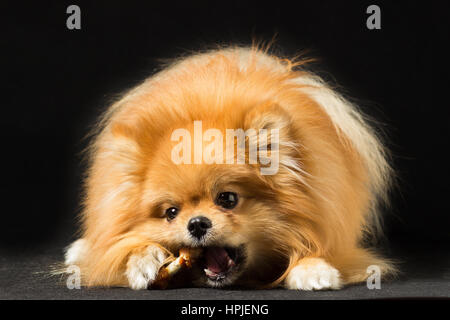 Kleine Hunderassen Spitz essende Süßigkeiten, isoliert auf schwarz. Stockfoto