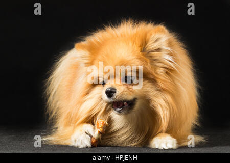 Kleine Hunderassen Spitz essende Süßigkeiten, isoliert auf schwarz. Stockfoto