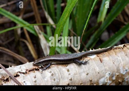 Eine n gesäumten Sun Skink (Eutropis Multifasciata) Aalen im Permai Rainforest Reserve auf der Halbinsel Santubong, Sarawak, Ost-Malaysia, Borneo Stockfoto