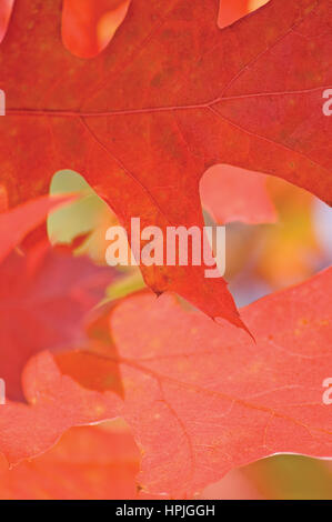 Red Oak Leaf im Herbst, detaillierte vertikale Muster Closeup Hintergrund Stockfoto