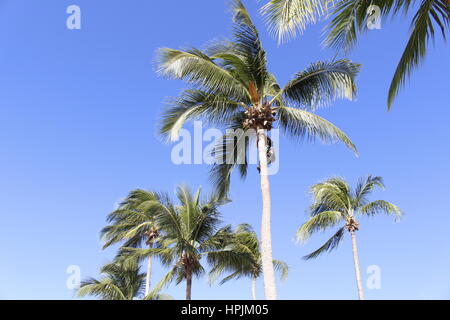 Ein Baumpfleger Klettern eine Palme zum Schneiden der Palmen, Hastings, Barbados, Karibik Stockfoto