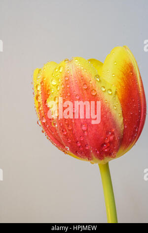 Rote und gelbe Tulpe mit Wassertropfen vor einem grauen Hintergrund isoliert Stockfoto