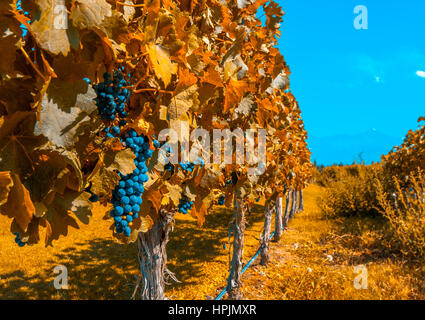 Weinberge von Mendoza, Argentinien Stockfoto