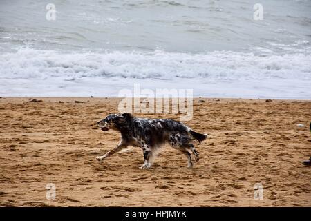 Hund läuft auf Dorset Strand. Stockfoto