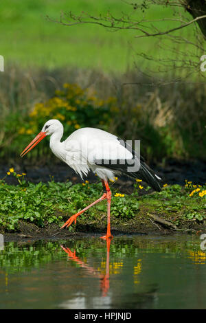 Weißstorch (Ciconia Ciconia) Jagd Frösche am See-Ufer Stockfoto