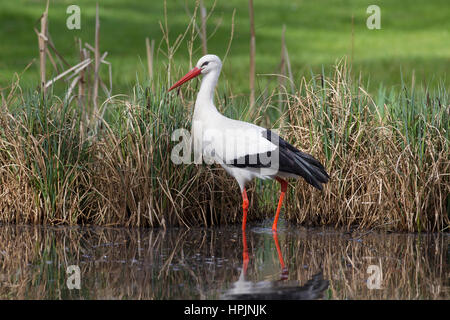 Weißer Storch (Ciconia Ciconia) auf Nahrungssuche im seichten Wasser des Baches Stockfoto