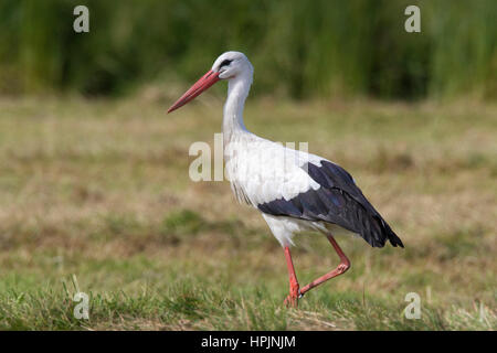 Weißer Storch (Ciconia Ciconia) auf Nahrungssuche in Grünland im Sommer Stockfoto