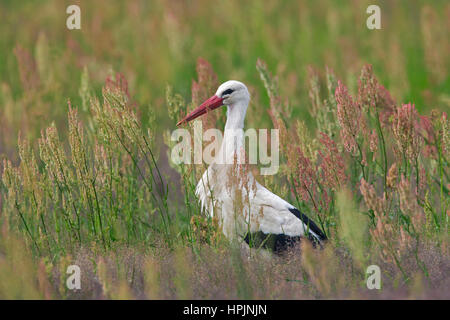 Weißer Storch (Ciconia Ciconia) auf Nahrungssuche in Grünland im Sommer Stockfoto