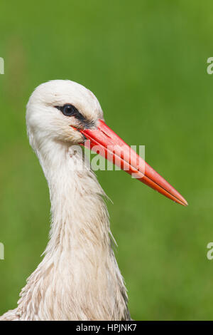 Weißstorch (Ciconia Ciconia) Nahaufnahme portrait Stockfoto