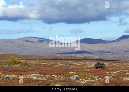 Moschusochsen (Ovibos Moschatus) männlich Beweidung in der Tundra im Herbst, Dovrefjell-Sunndalsfjella-Nationalpark, Norwegen Stockfoto