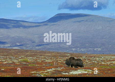 Moschusochsen (Ovibos Moschatus) männliche in der Tundra im Herbst, Dovrefjell-Sunndalsfjella-Nationalpark, Norwegen Stockfoto