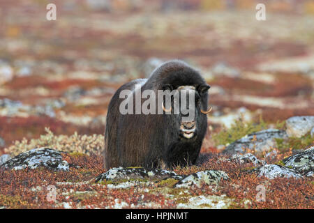 Moschusochsen (Ovibos Moschatus) weibliche in der Tundra im Herbst, Dovrefjell-Sunndalsfjella-Nationalpark, Norwegen Stockfoto