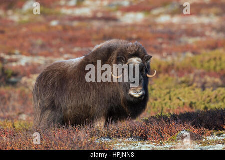 Moschusochsen (Ovibos Moschatus) weibliche in der Tundra im Herbst, Dovrefjell-Sunndalsfjella-Nationalpark, Norwegen Stockfoto