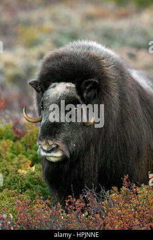 Moschusochsen (Ovibos Moschatus) Großaufnahme Porträt in der Tundra im Herbst, Dovrefjell-Sunndalsfjella NP, Norwegen Stockfoto