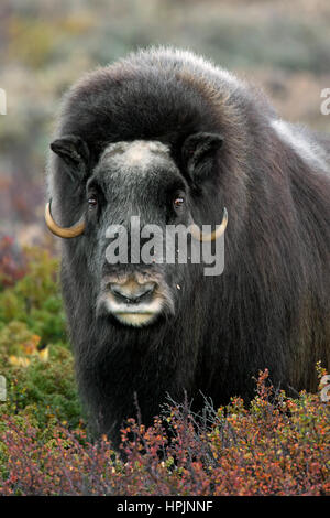 Moschusochsen (Ovibos Moschatus) Großaufnahme Porträt in der Tundra im Herbst, Dovrefjell-Sunndalsfjella NP, Norwegen Stockfoto