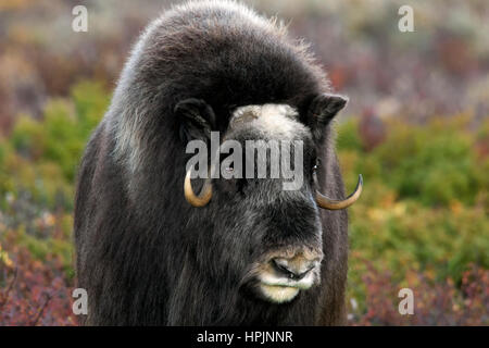 Moschusochsen (Ovibos Moschatus) Großaufnahme Porträt in der Tundra im Herbst, Dovrefjell-Sunndalsfjella NP, Norwegen Stockfoto