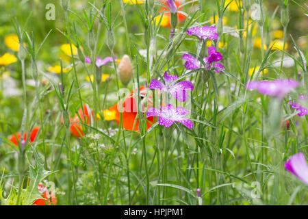 Gewöhnliche Kornrade, Ackerrade, Kornnelke, Kornrose, Agrostemma umbellatum, gemeinsamen Mais-Herzmuschel, Corncockle, Mais Cockle, La Nielle des Blés, Ackerwildkr Stockfoto