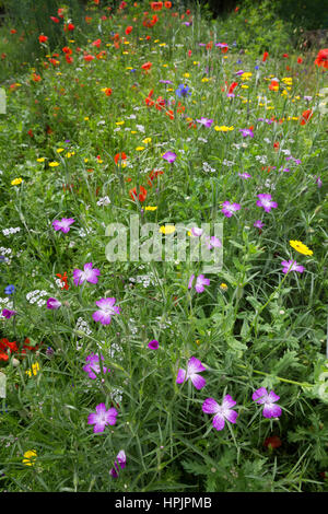 Gewöhnliche Kornrade, Ackerrade, Kornnelke, Kornrose, Agrostemma umbellatum, gemeinsamen Mais-Herzmuschel, Corncockle, Mais Cockle, La Nielle des Blés, Ackerwildkr Stockfoto