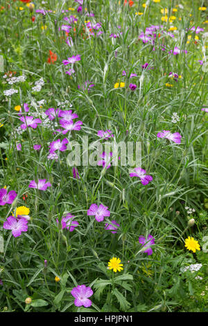 Gewöhnliche Kornrade, Ackerrade, Kornnelke, Kornrose, Agrostemma umbellatum, gemeinsamen Mais-Herzmuschel, Corncockle, Mais Cockle, La Nielle des Blés, Ackerwildkr Stockfoto