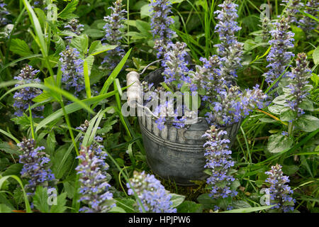 Kriechender Günsel, Ernte, Kräuter Sammeln, Gepflückte Pflanzen in Einem Eimer, Ajuga Reptans, Signalhorn, blaue Trompete, Bugleherb, Bugleweed, Carpetweed, ca Stockfoto