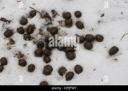 Solucao Vom Rotwild, Rothirsch, Rot-Hirsch, Rot-Wild, Edelhirsch, Cervus Elaphus, Rothirsch, Cerf Élaphe Stockfoto