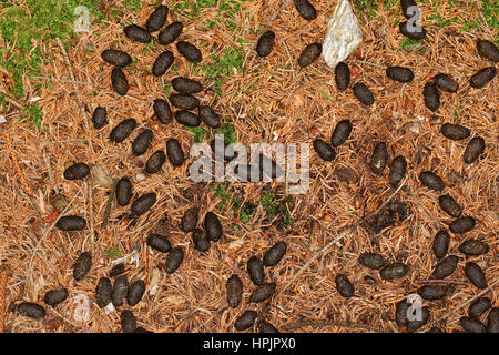 Solucao Vom Rotwild, Rothirsch, Rot-Hirsch, Rot-Wild, Edelhirsch, Cervus Elaphus, Rothirsch, Cerf Élaphe Stockfoto