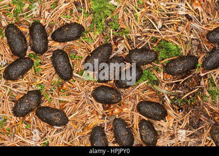 Solucao Vom Rotwild, Rothirsch, Rot-Hirsch, Rot-Wild, Edelhirsch, Cervus Elaphus, Rothirsch, Cerf Élaphe Stockfoto