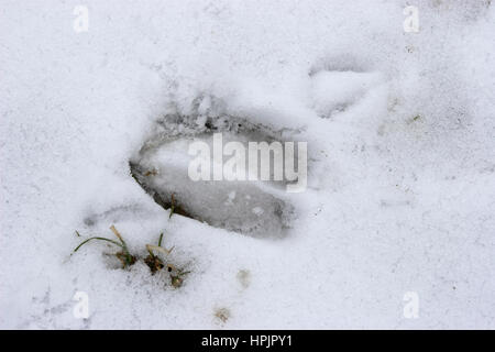 Rothirsch, Rotwild, Rot-Hirsch, Rot-Wild, Trittsiegel Im Schnee, Fußspur, Cervus Elaphus, Rothirsch, Cerf Élaphe Stockfoto