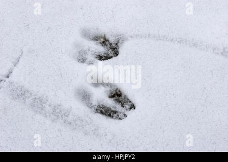 Rothirsch, Rotwild, Rot-Hirsch, Rot-Wild, Trittsiegel Im Schnee, Fußspur, Cervus Elaphus, Rothirsch, Cerf Élaphe Stockfoto