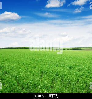 Wiese und blauer Himmel Stockfoto