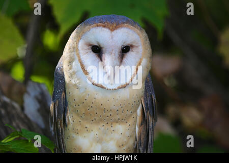 Schleiereule Closeup sitzt in einem Baum mit grünen Wald verlässt Stockfoto