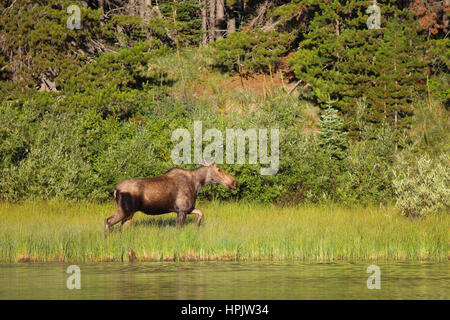 Weibliche Kuh Elch am See im Glacier Nationalpark Montana Stockfoto