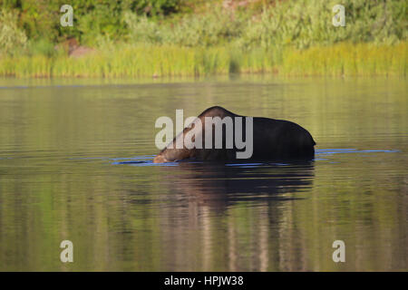 Weibliche Kuh Elch am See im Glacier Nationalpark Montana Stockfoto