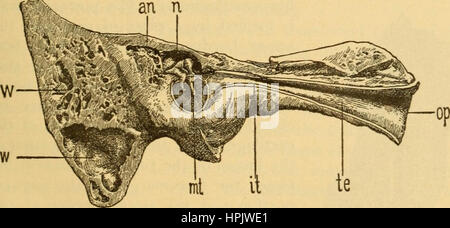 "Erkrankungen des Ohrs: ein Lehrbuch für Praktiker und Studenten der Medizin" (1900) Stockfoto