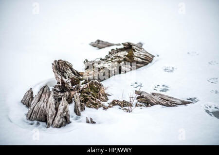 Winter Albro See bedeckt von Schnee mit verdorrten Baum und Hund Fußabdrücke in Dartmouth Stockfoto