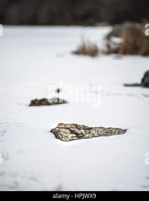 Winter Albro See Stein unter dem Schnee an den vertrockneten Gräsern in Dartmouth Stockfoto