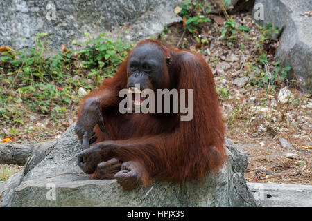 Orang-Utan mit offen Mund zeigen Eckzähne. Stockfoto