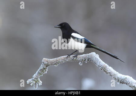 Gemeinsame magpie (Pica Pica) am Gefrierpunkt auf einem Zweig, Siegerland, NRW, Deutschland Stockfoto