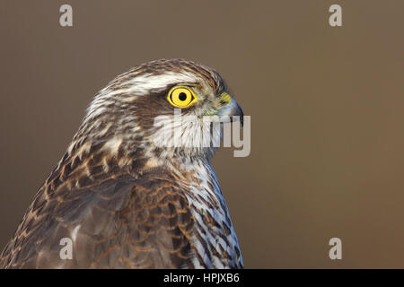 Northern Sperber (Accipiter nisus), Porträt, Siegerland, NRW, Deutschland Stockfoto