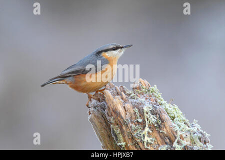 Kleiber (Sitta europaea) sitzen im Winter auf Baumstamm, Siegerland, NRW, Deutschland Stockfoto